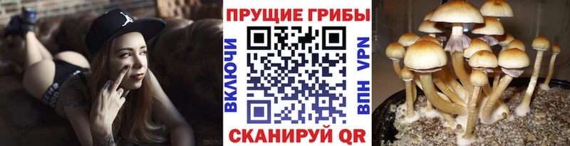 mega рабочий сайт  Льгов  Псилоцибиновые грибы мухоморы 